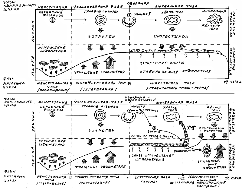 Овариальный и маточный циклы