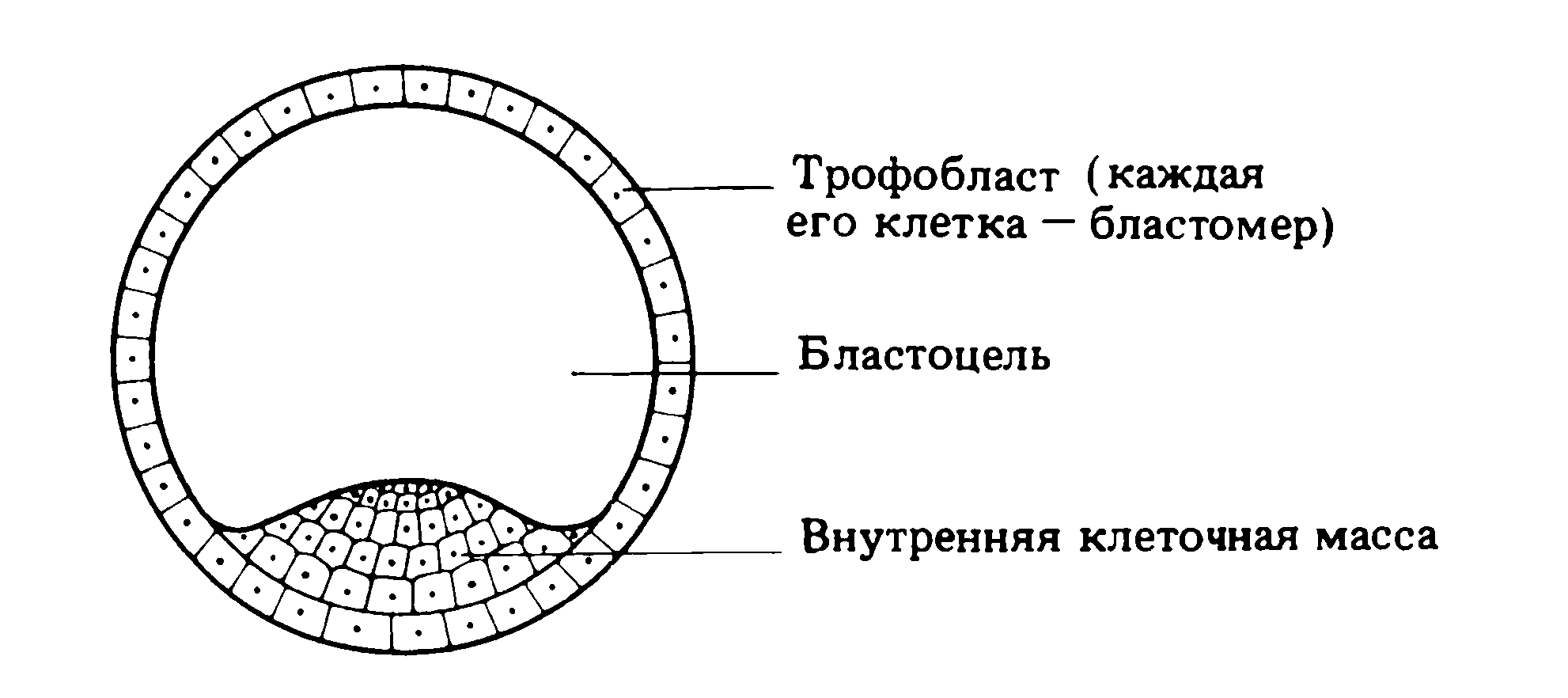 Cтроение бластоцисты человека