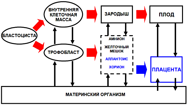 Система «мать—плацента—плод»