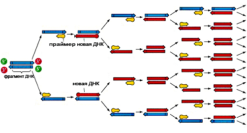 Циклы полимеразной цепной реакции