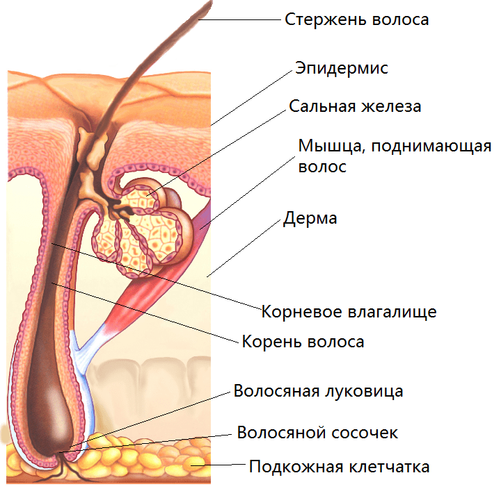 Строение волосяного фолликула