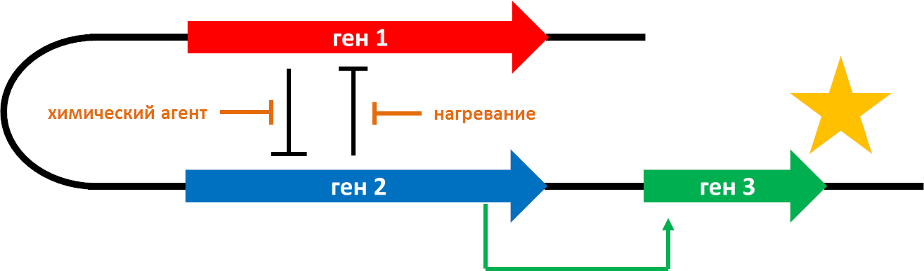 Генный переключатель