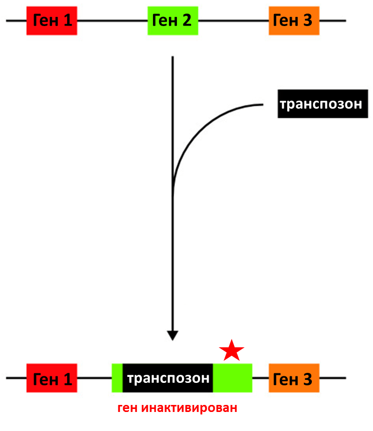 Транспозонный мутагенез