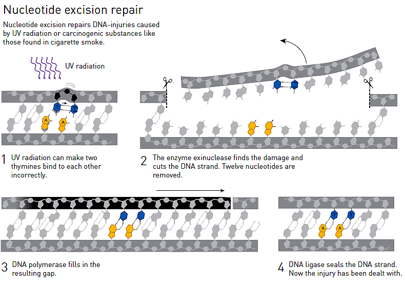 Эксцизионная репарация нуклеотидов