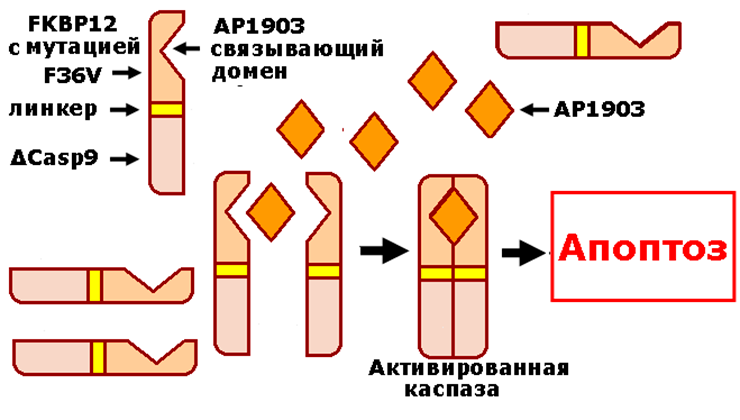 Индуцируемый апоптоз