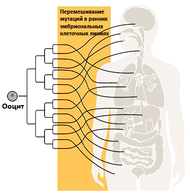 «Древо развития» мутаций