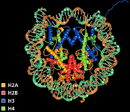 Структура нуклеосомы