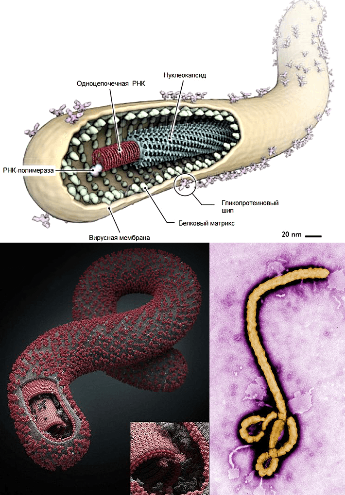 Вирус Эбола