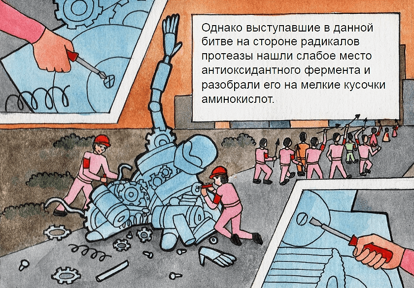 Протеазы разрушили фермент