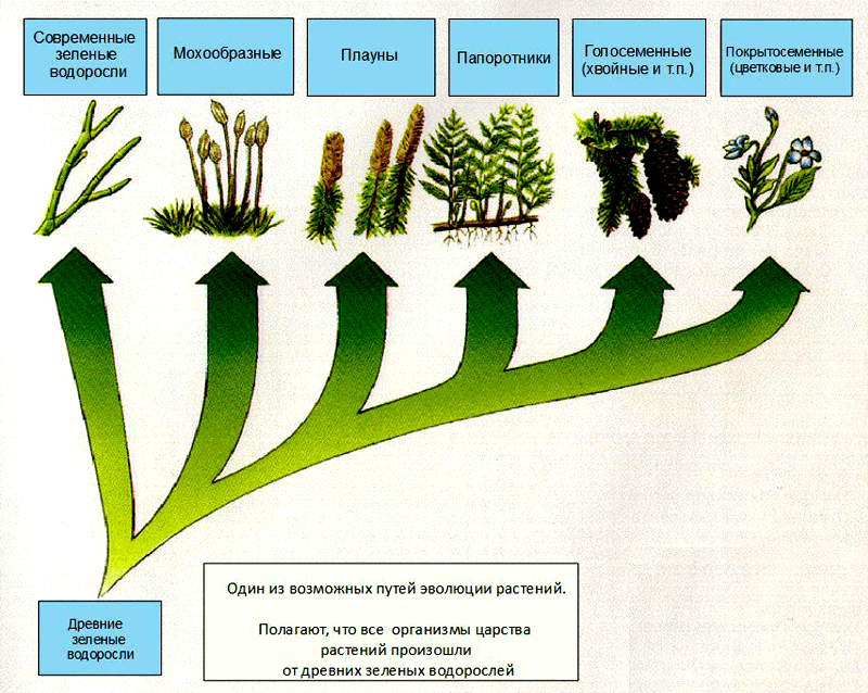 Схема эволюции растений