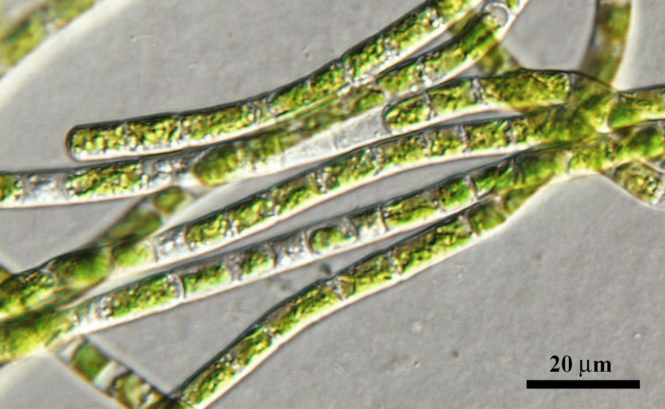 Klebsormidium flaccidum