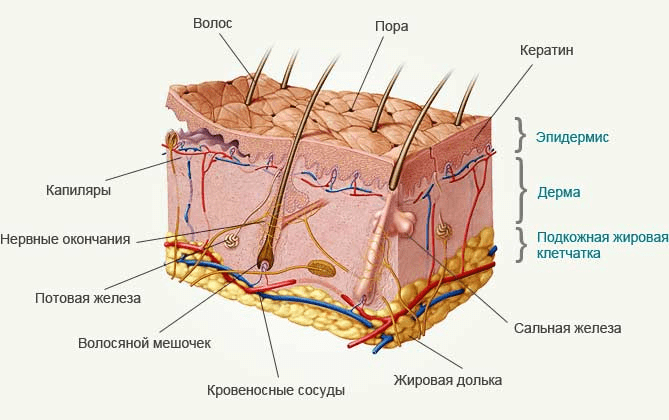 Строение кожи человека