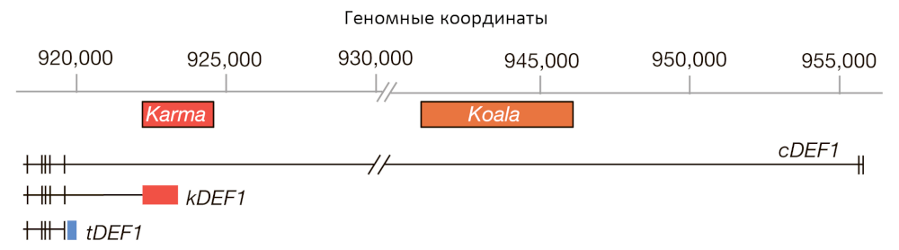 Транскрипты гена EgDEF1