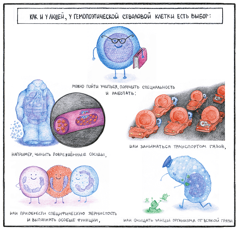 Выбор гемопоэтической клетки