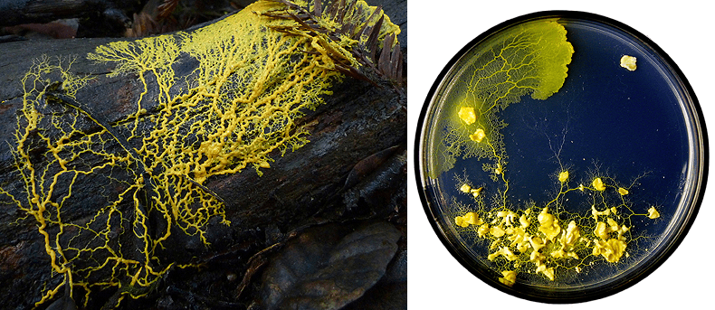 Physarum polycephalum