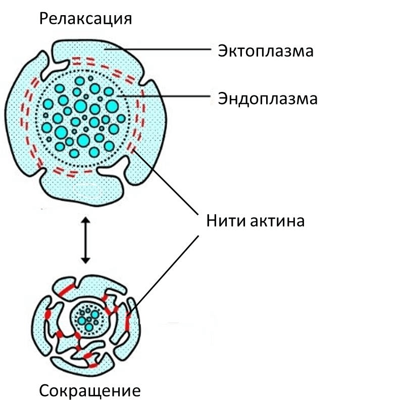 Поперечное сечение тяжа плазмодия