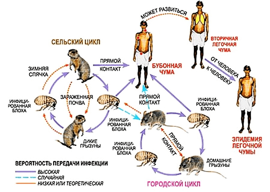 Передача возбудителя чумы от грызунов человеку