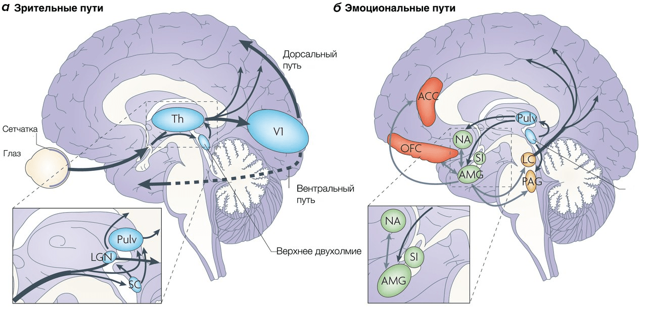 Корковые и подкорковые пути