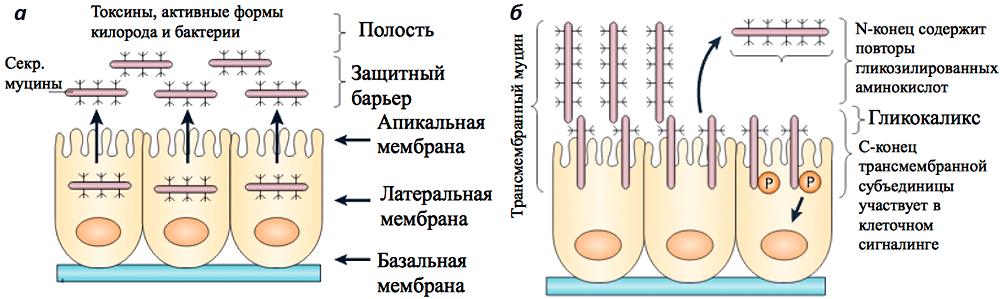 Секретируемые и мембранные формы муцинов