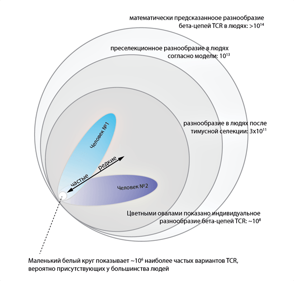 Разнообразие бета-цепей TCR человека