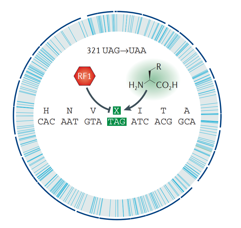 Отредактированный геном E.coli