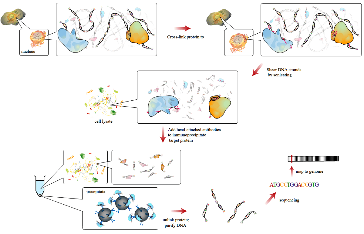 Метод ChIP-seq