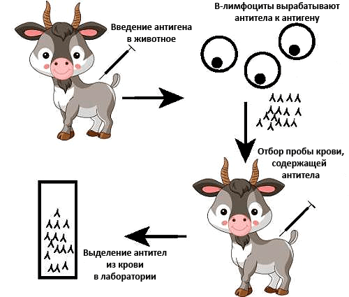 Получение антител