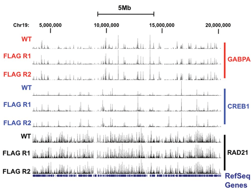 Данные CETCh-seq и ChIP-seq