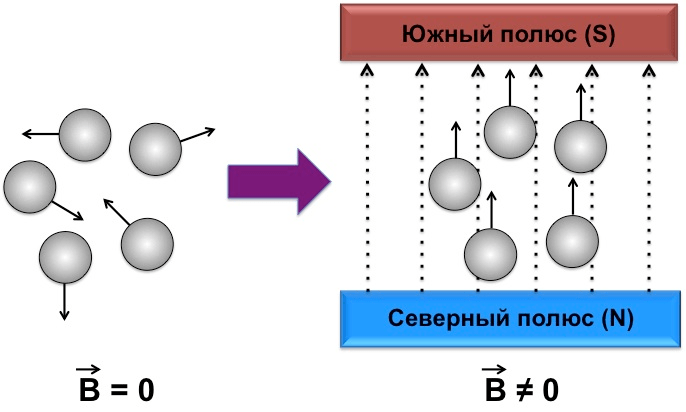 Поведение магнитных частиц во внешнем магнитном поле