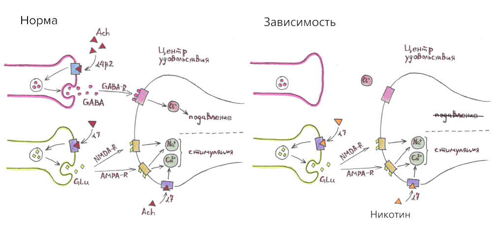 Формирование никотиновой зависимости