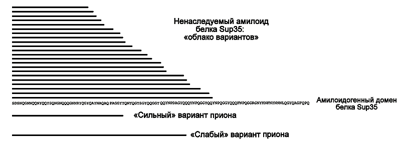 Сравнение размеров амилоидного ядра