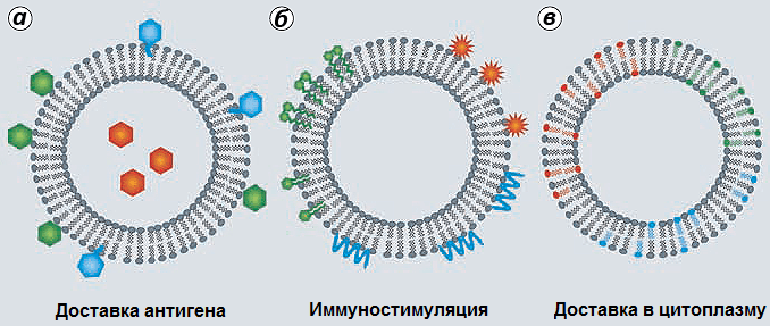 Дополнительные элементы липосом