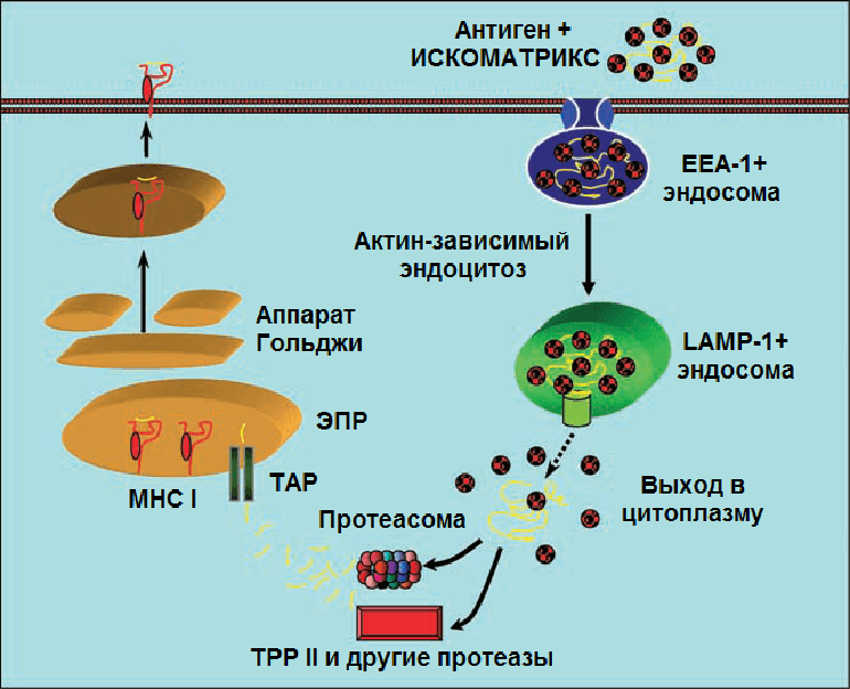 Схема действия ИСКОМАТРИКС-вакцины