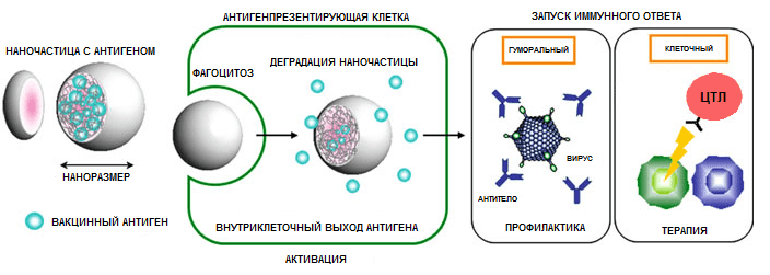 Механизм действия полимерных наночастиц