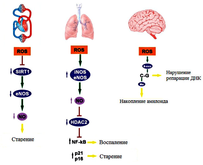 Болезни сердца, легких и нервной системы