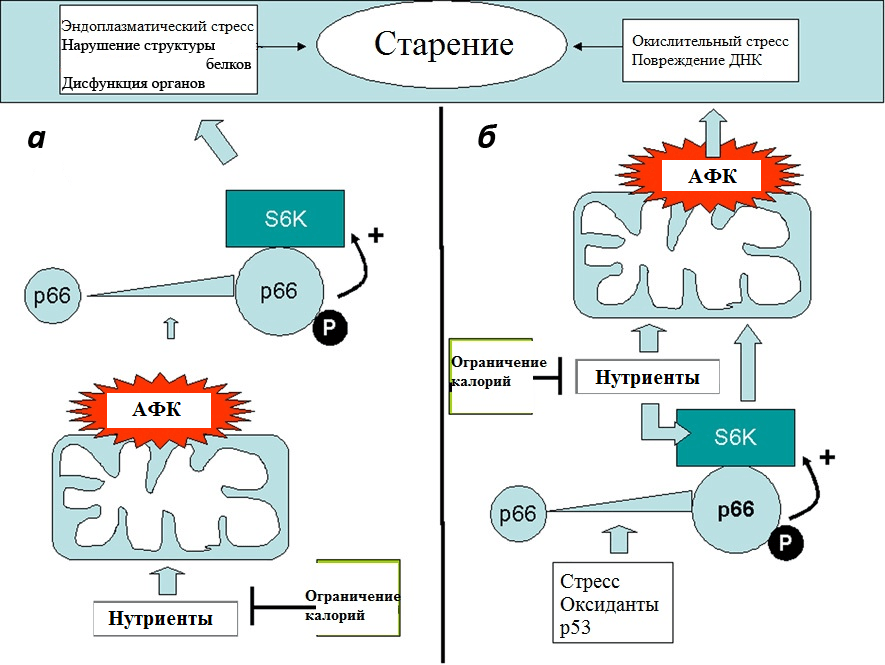 p66Shc и старение