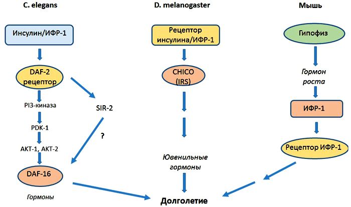 Схема передачи инсулинового сигнала