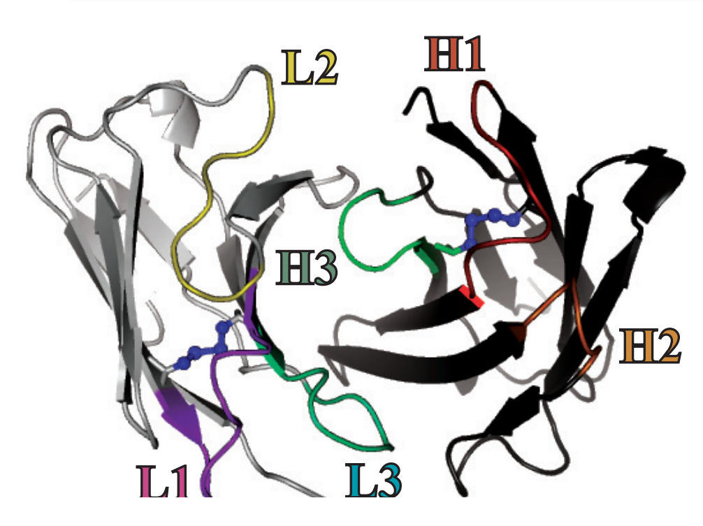 Строение антиген-связывающего участка антитела