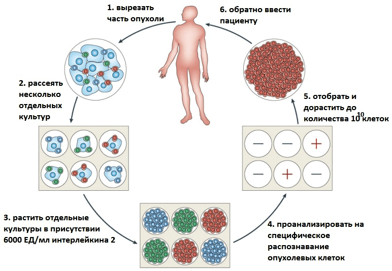 Получение антиопухолевых Т-клеток