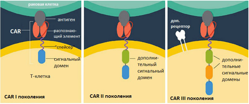 Эволюция химерных антигенных рецепторов