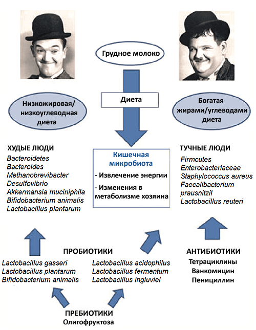 Микробиота и ожирение