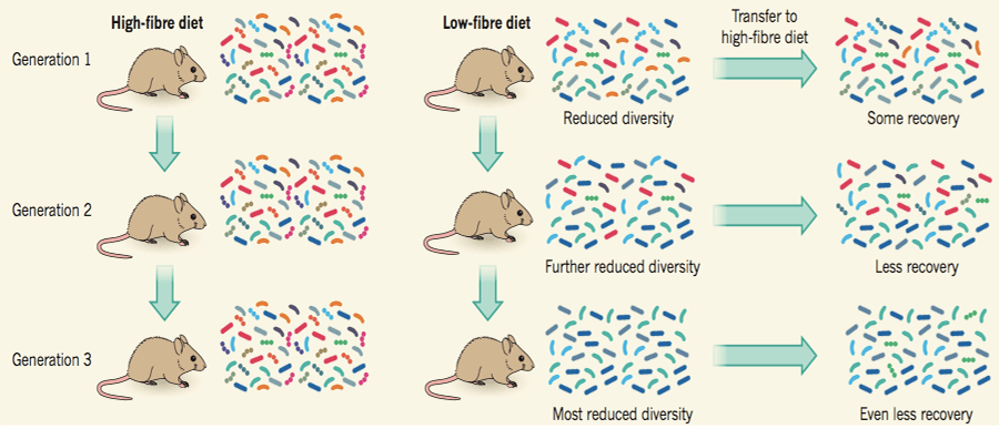 Дефицит клетчатки и микробиота кишечника