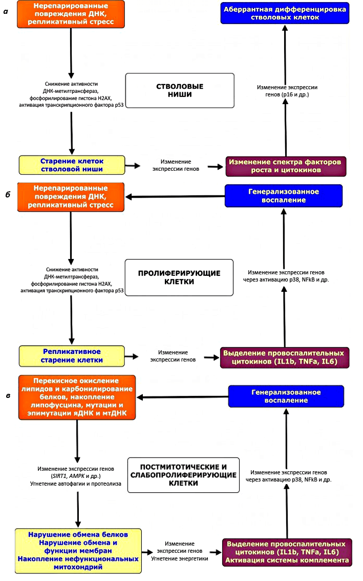 Схемы старения разных типов клеток