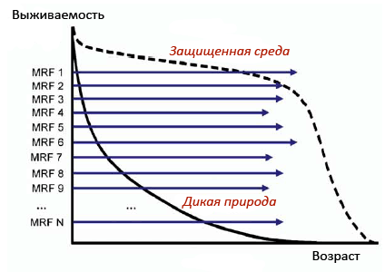 Теория одноразовой сомы