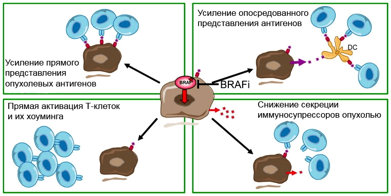 Иммунная сенсибилизация вследствие ингибирования BRAF