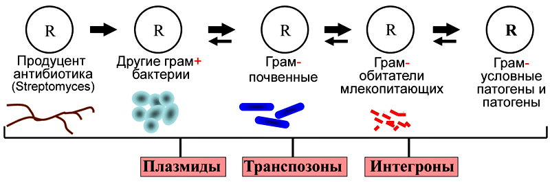 Схема переноса генов устойчивости к антибиотикам