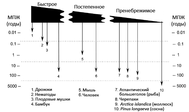 Типы старения организмов