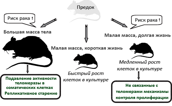 Антираковые стратегии грызунов