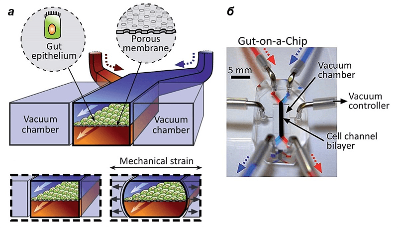 «Кишечник на чипе»