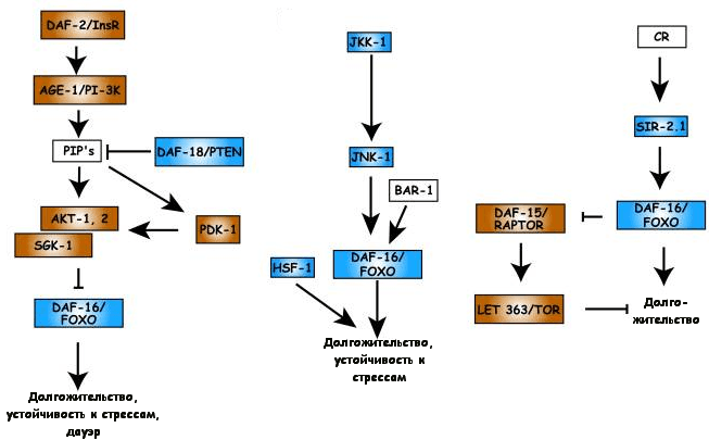 Метаболические пути